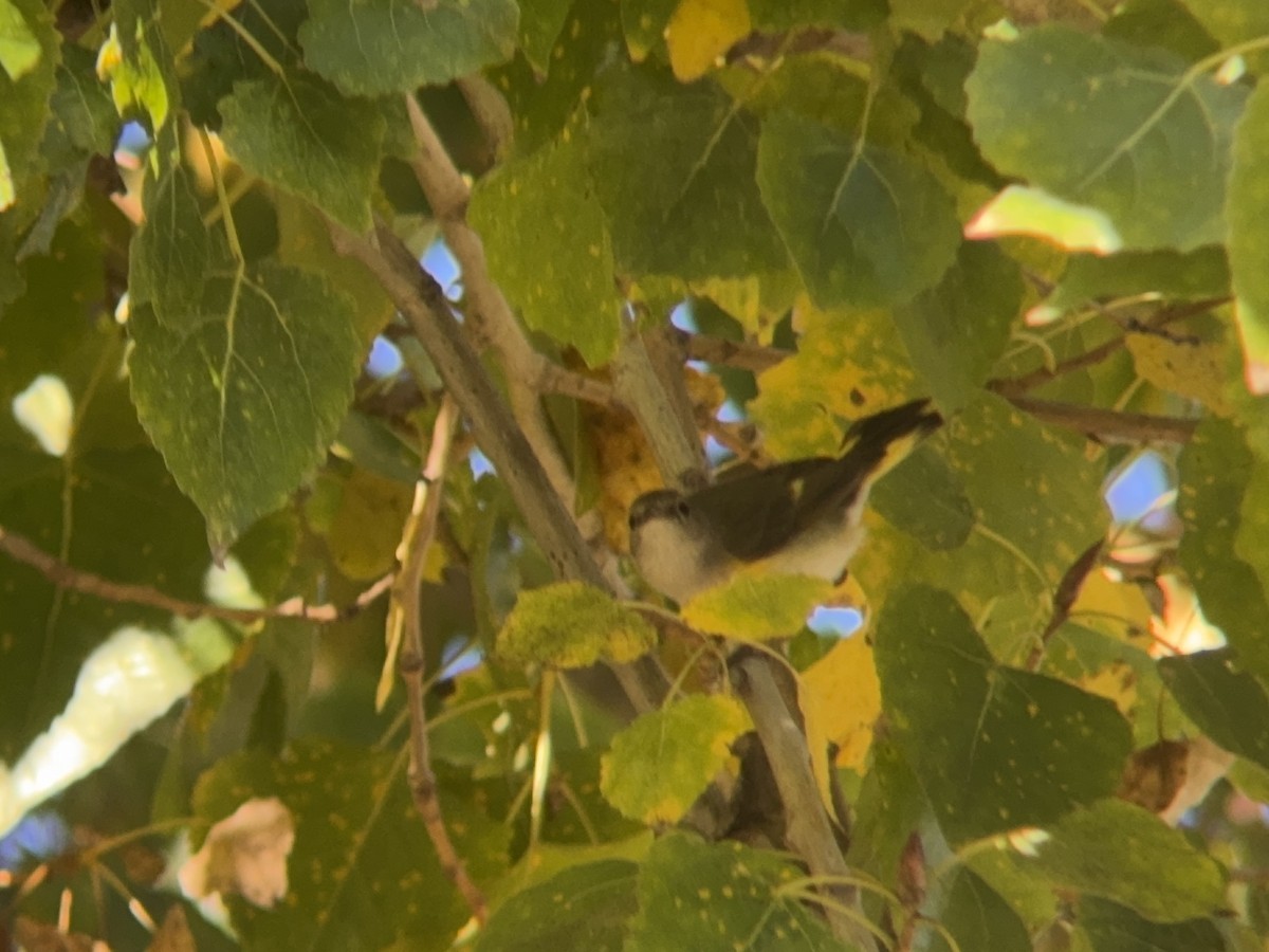 American Redstart - ML646712135