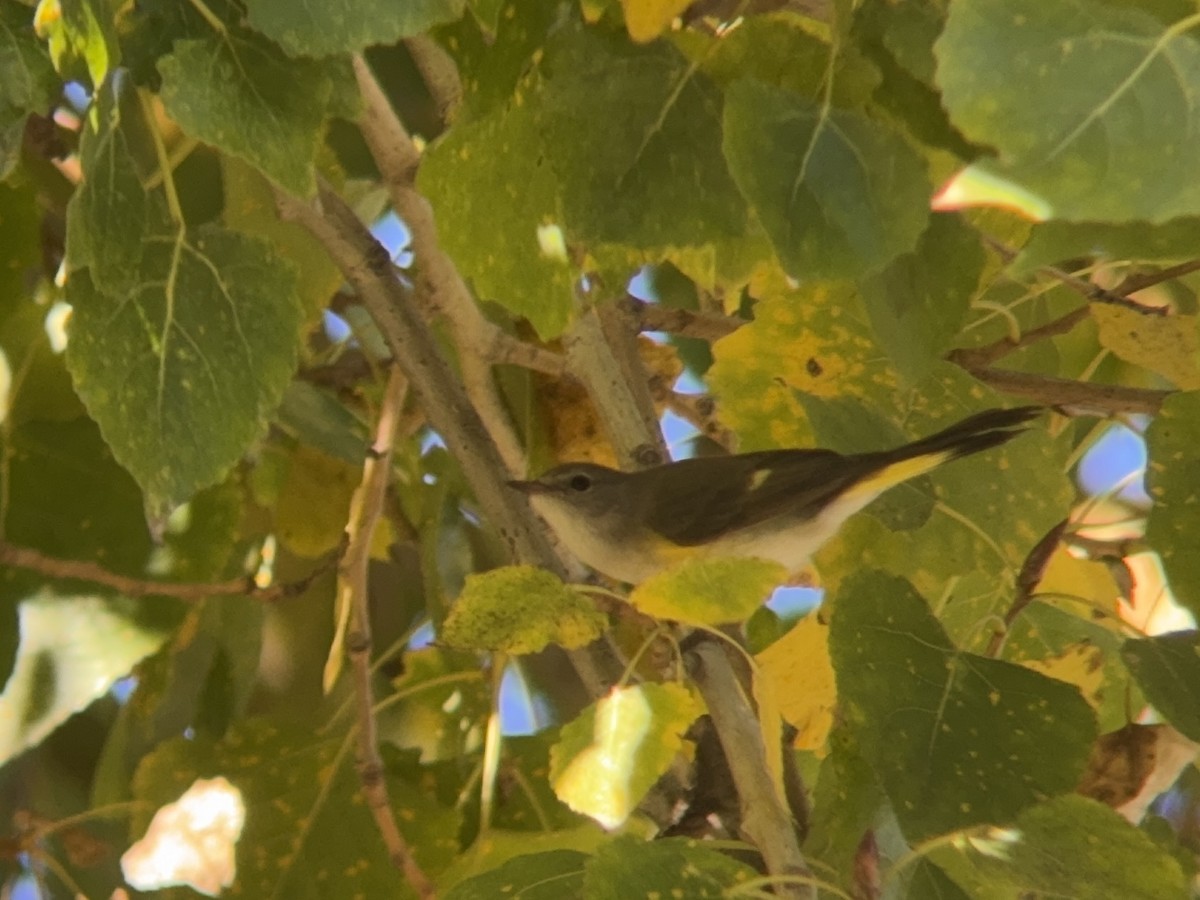 American Redstart - ML646712136