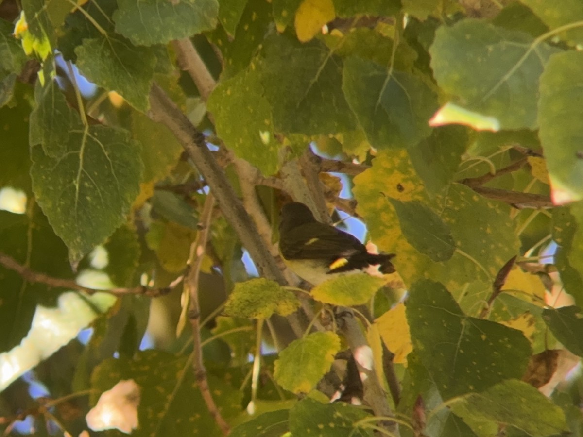 American Redstart - ML646712137