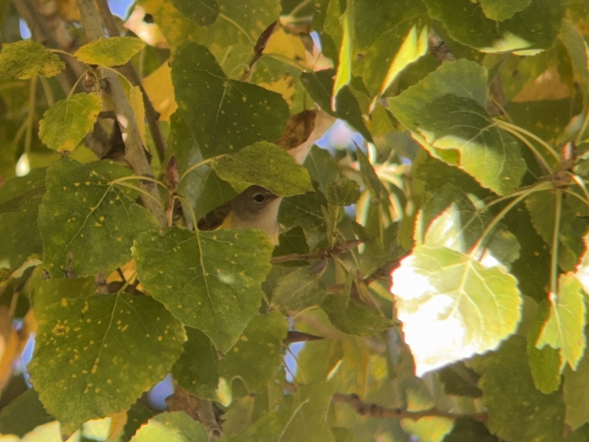 American Redstart - ML646712138