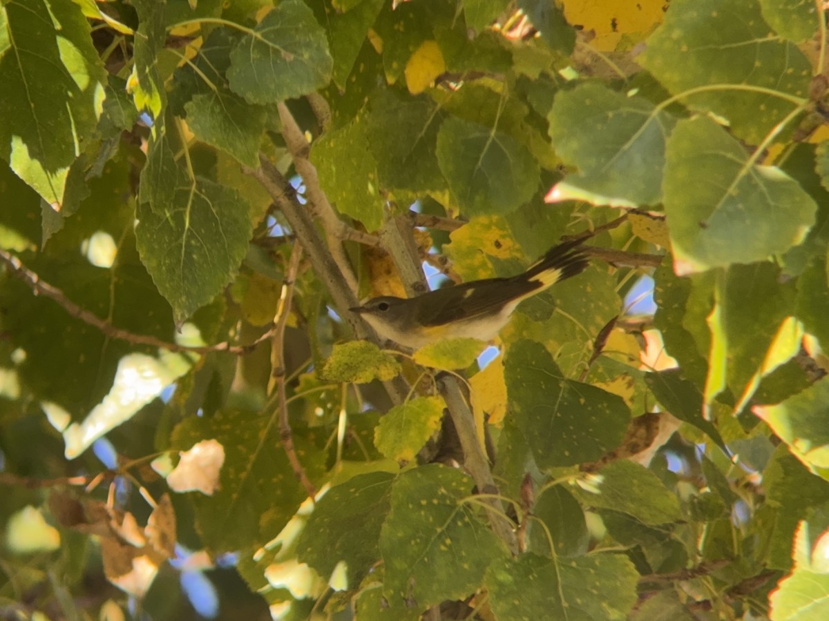 American Redstart - ML646712139