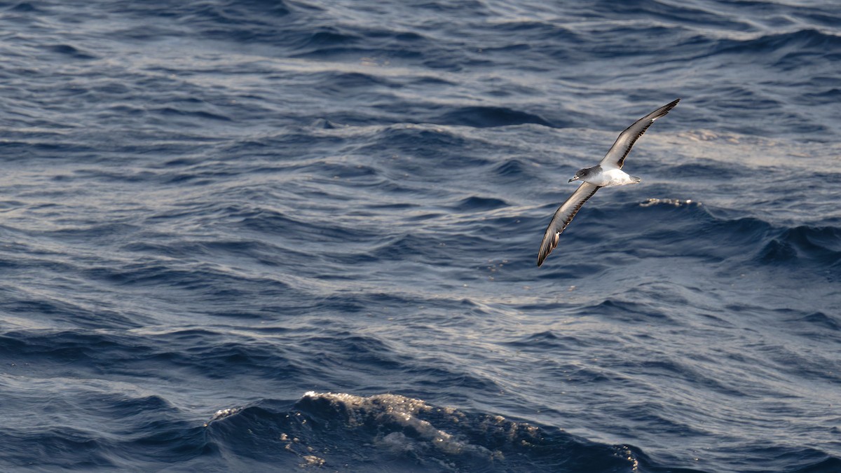 poseidonlire - ML646712143