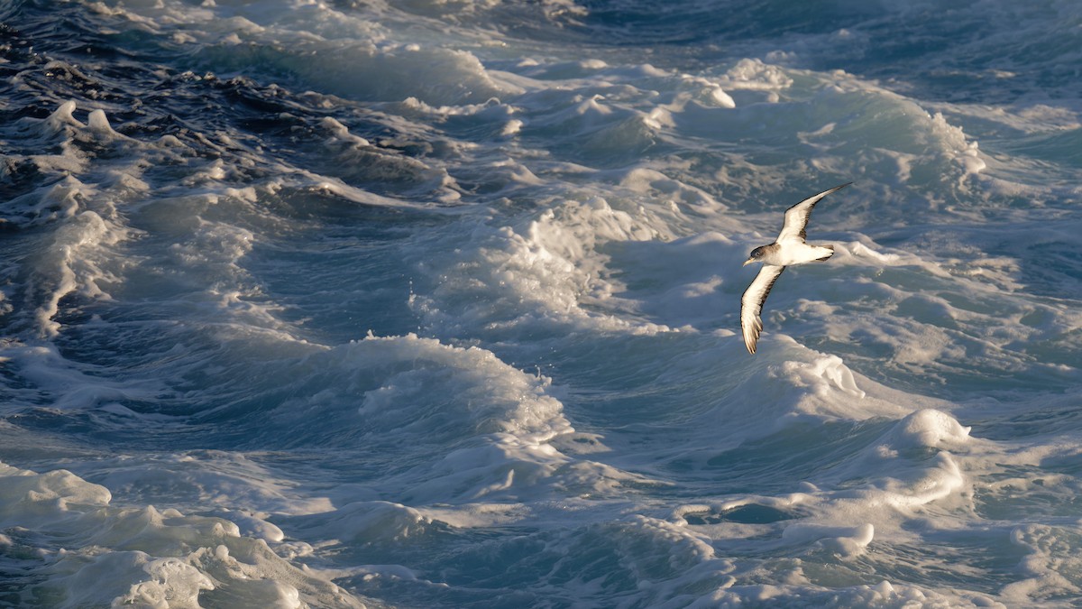 poseidonlire - ML646712144