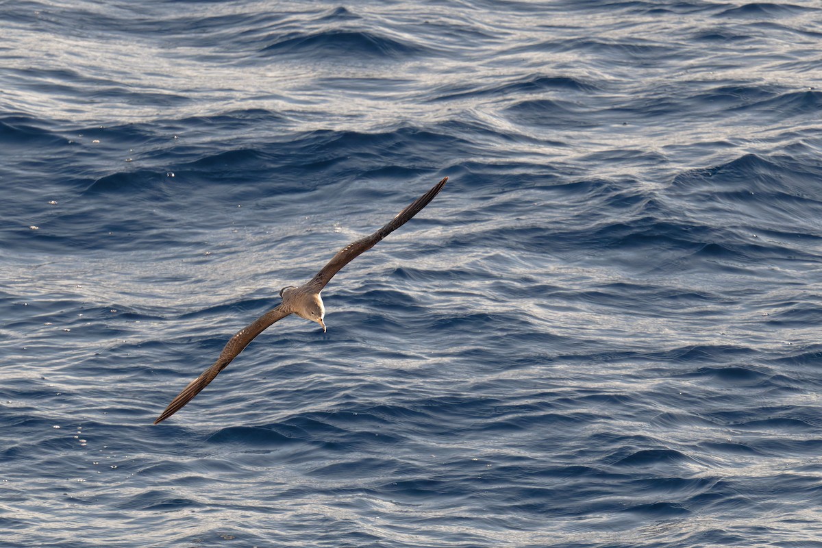 poseidonlire - ML646712145