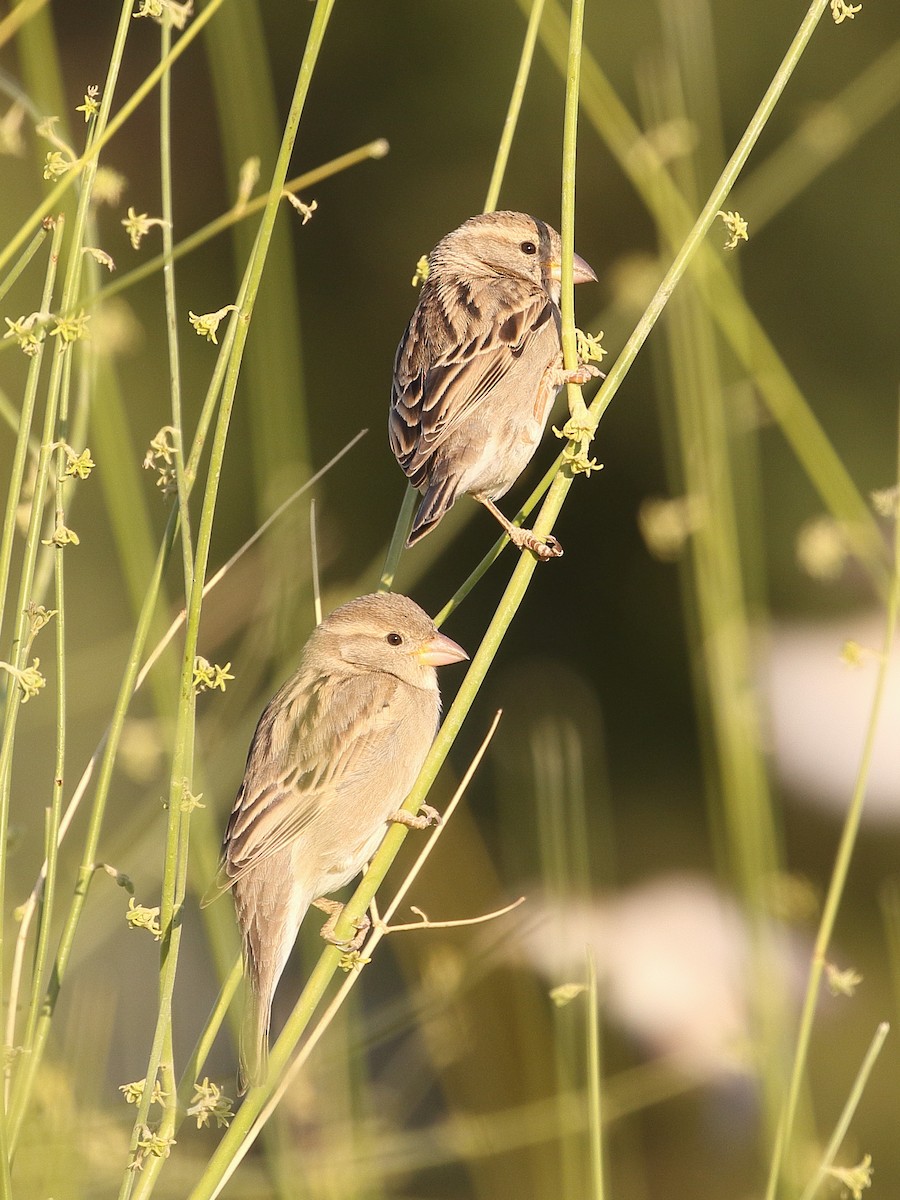 gråspurv - ML646712147