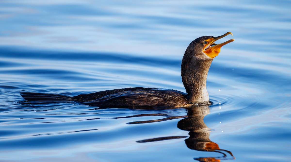 totoppskarv - ML646712148