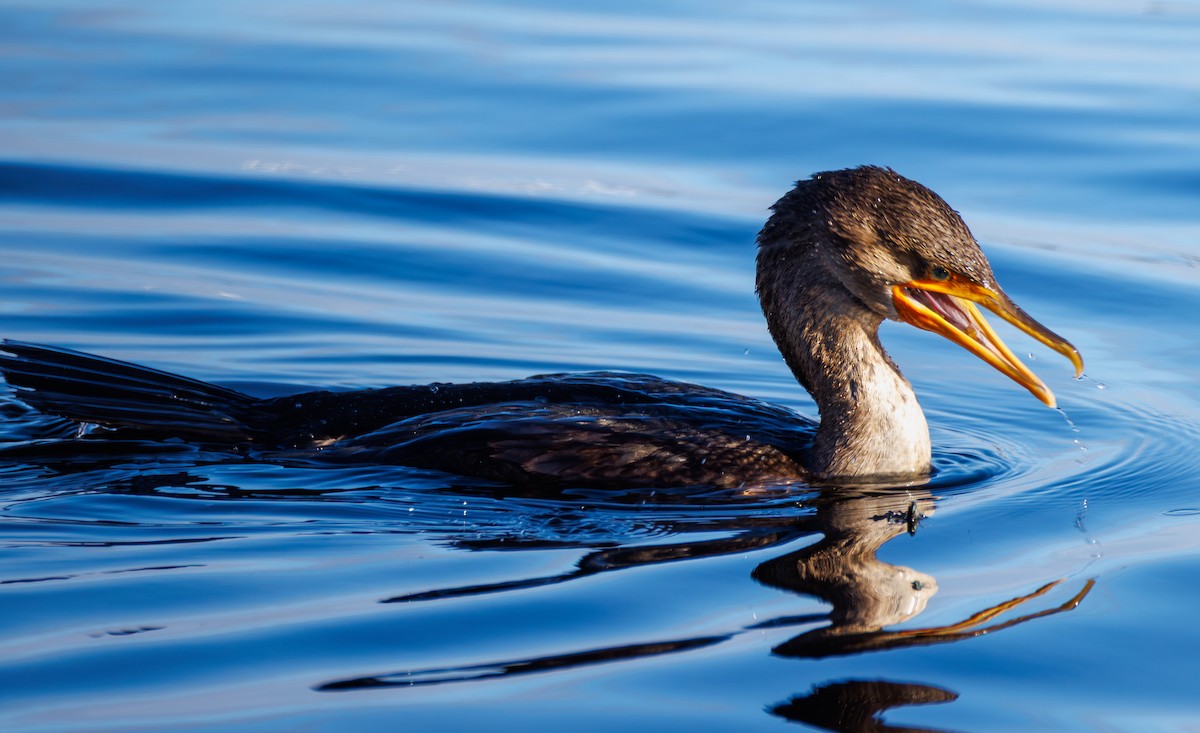 totoppskarv - ML646712149