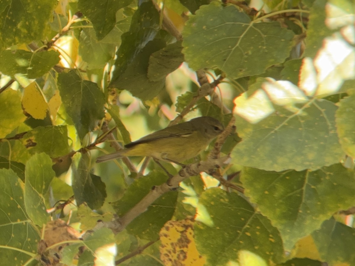 Orange-crowned Warbler - ML646712150