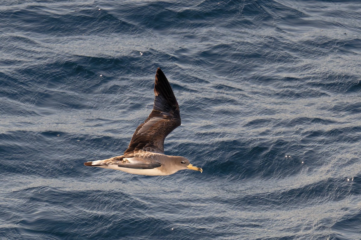 poseidonlire - ML646712151