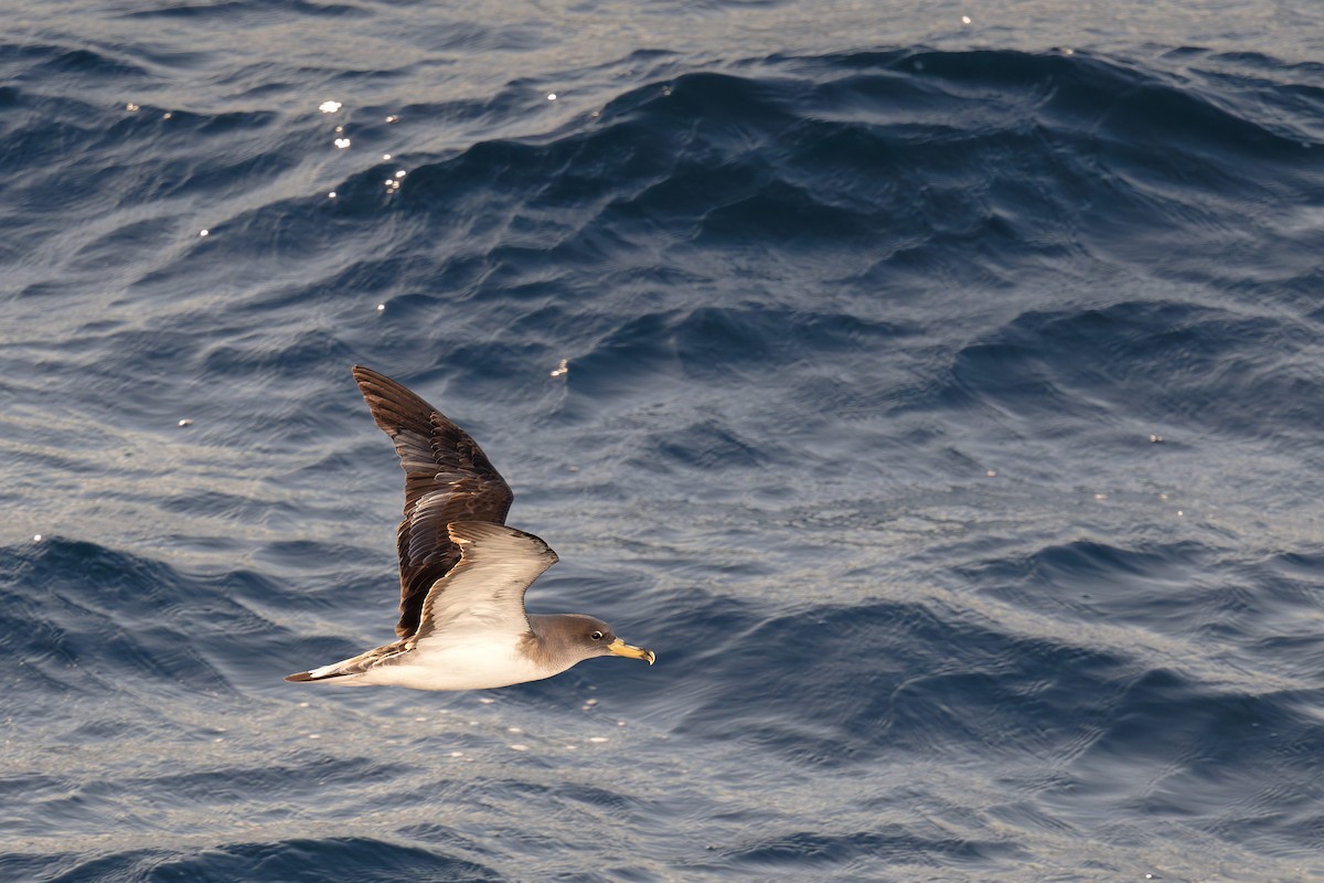 poseidonlire - ML646712152