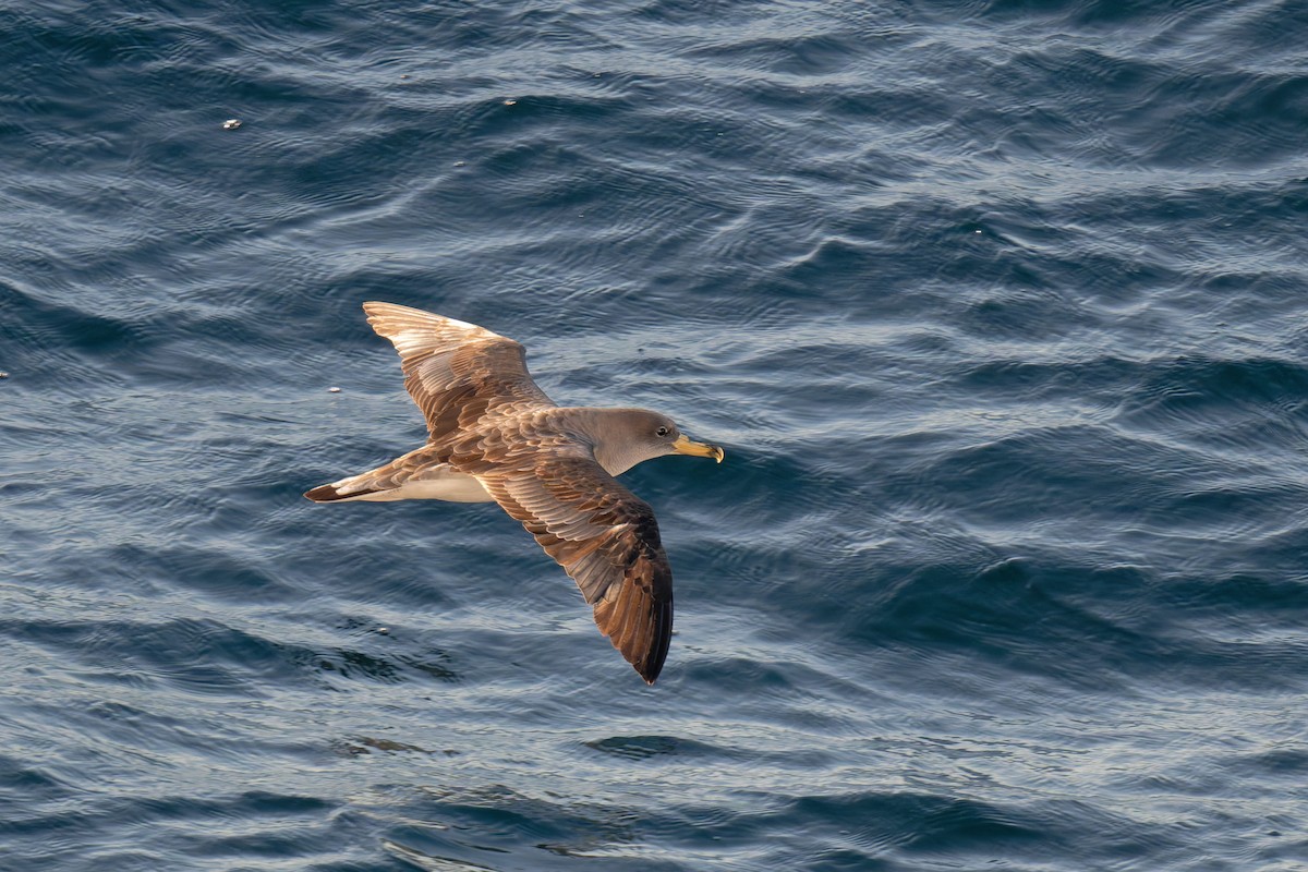 poseidonlire - ML646712153