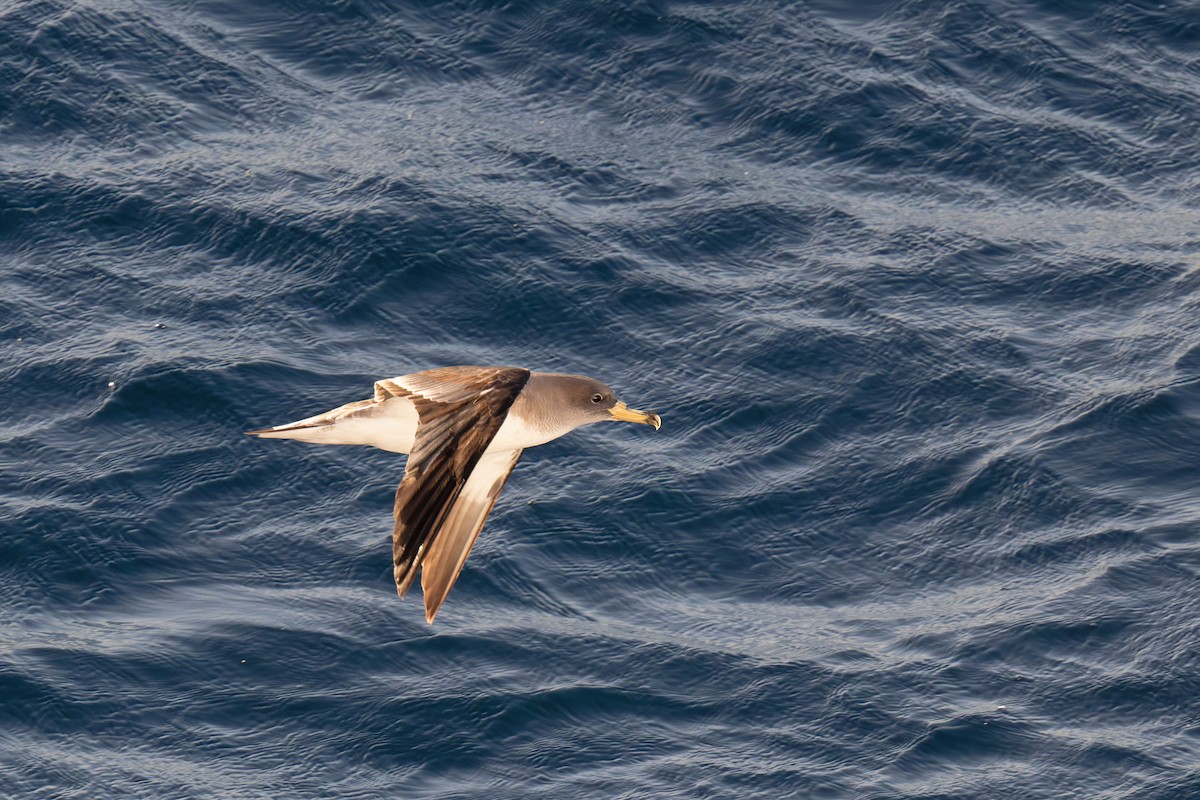 poseidonlire - ML646712154