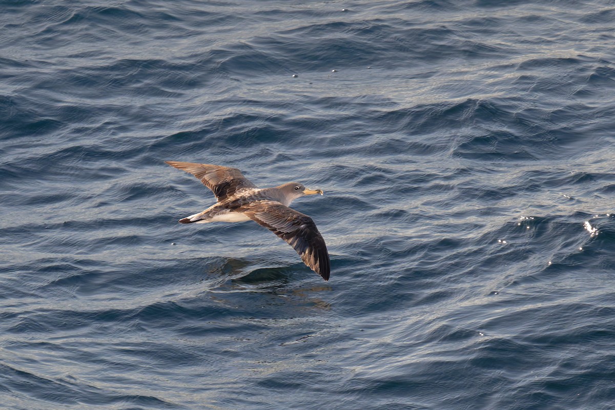 poseidonlire - ML646712155