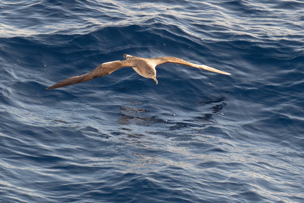 poseidonlire - ML646712156