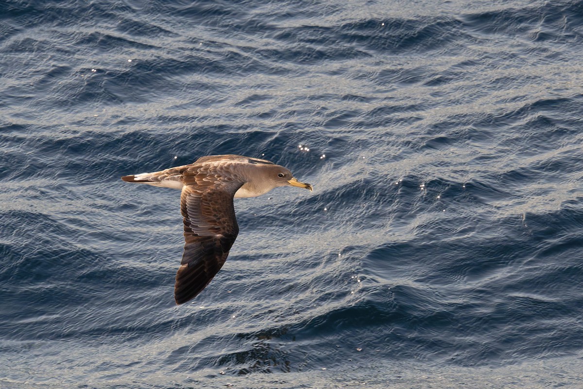 poseidonlire - ML646712157