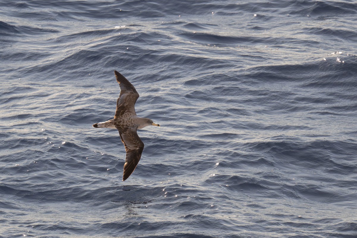 poseidonlire - ML646712158