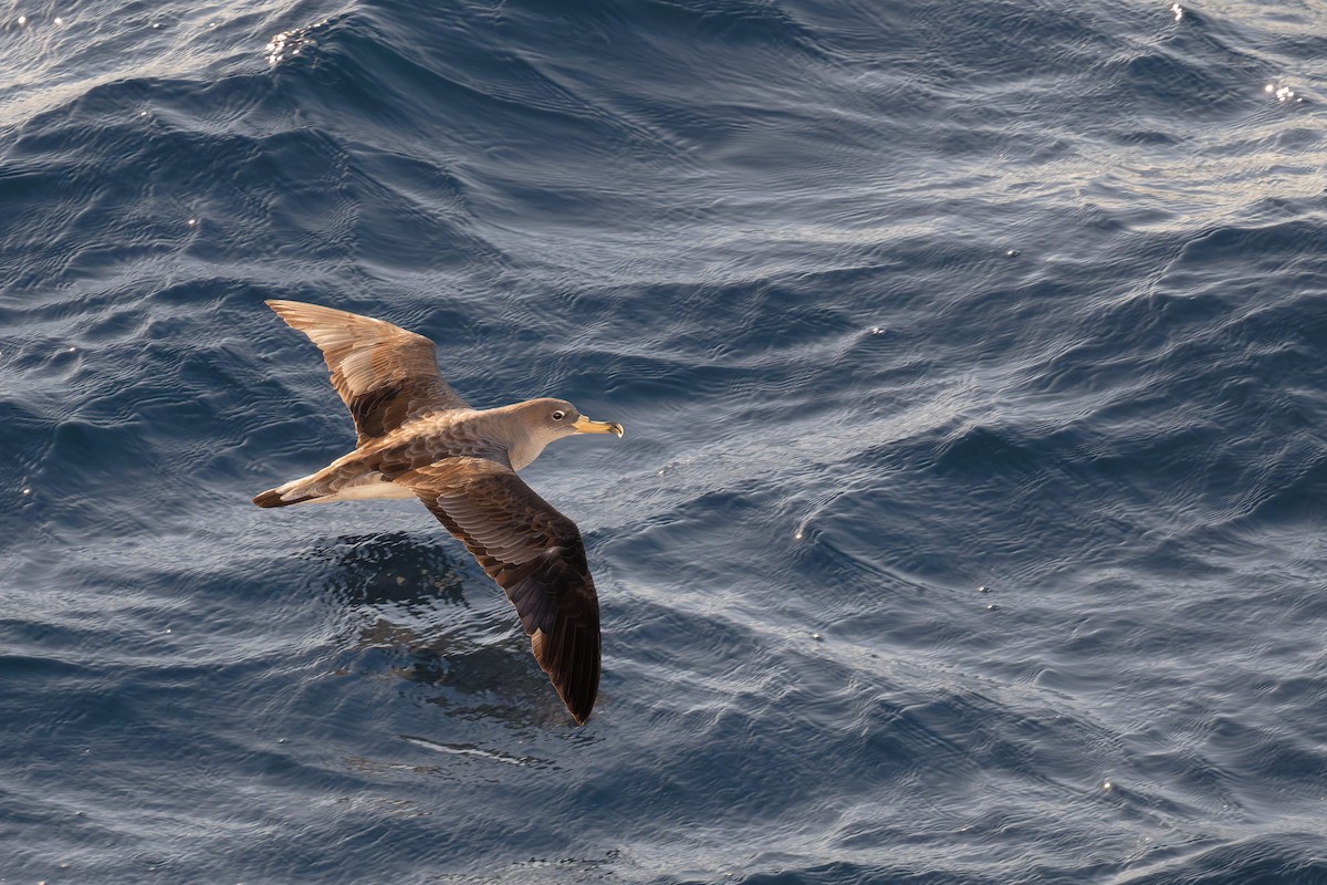 poseidonlire - ML646712159