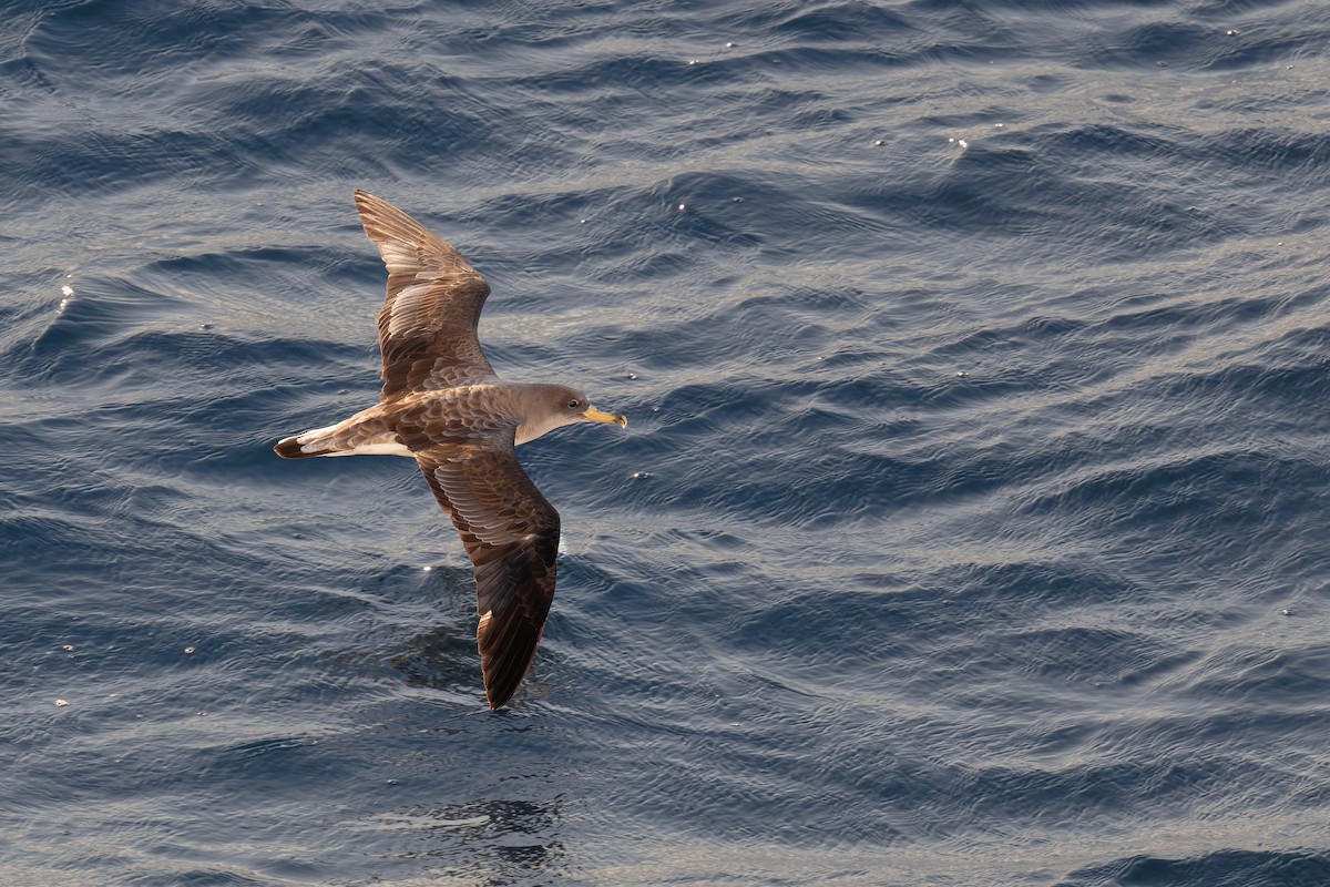 poseidonlire - ML646712161