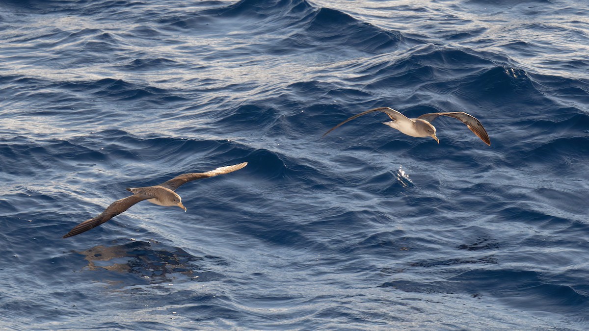 poseidonlire - ML646712162