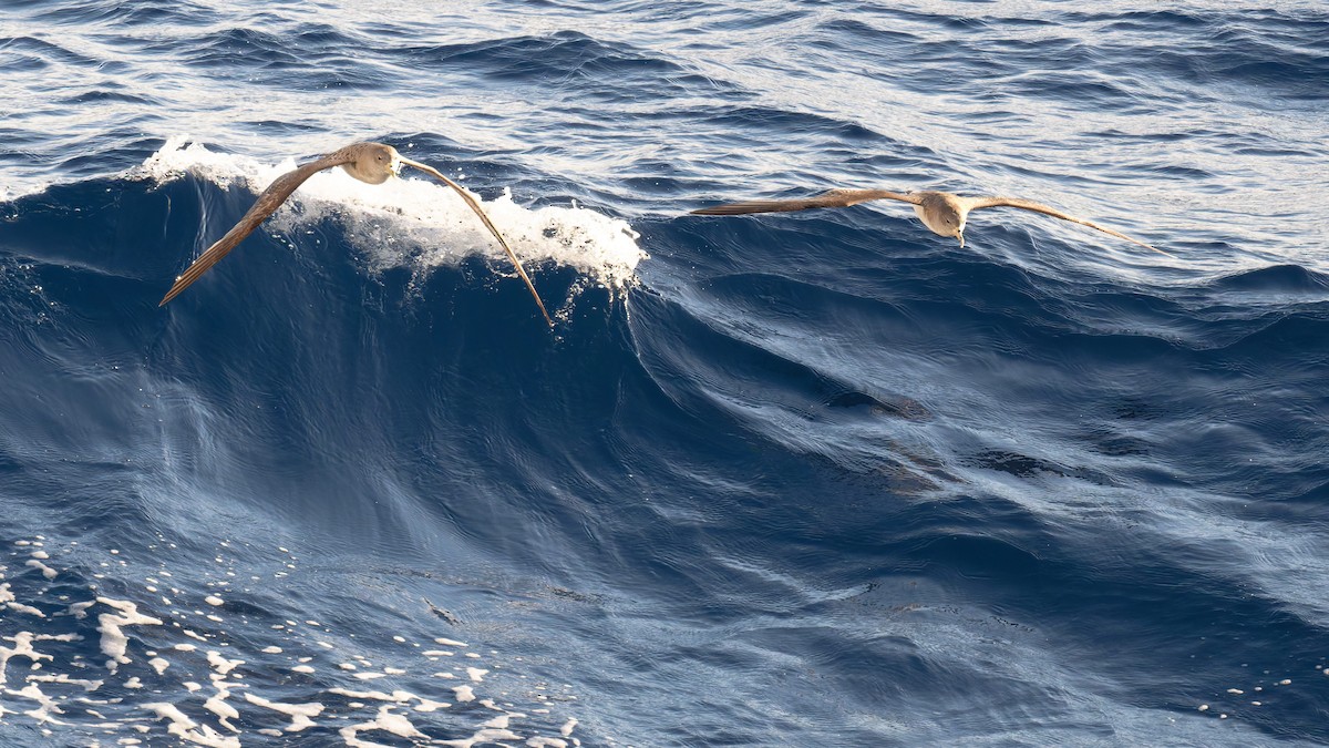 poseidonlire - ML646712163