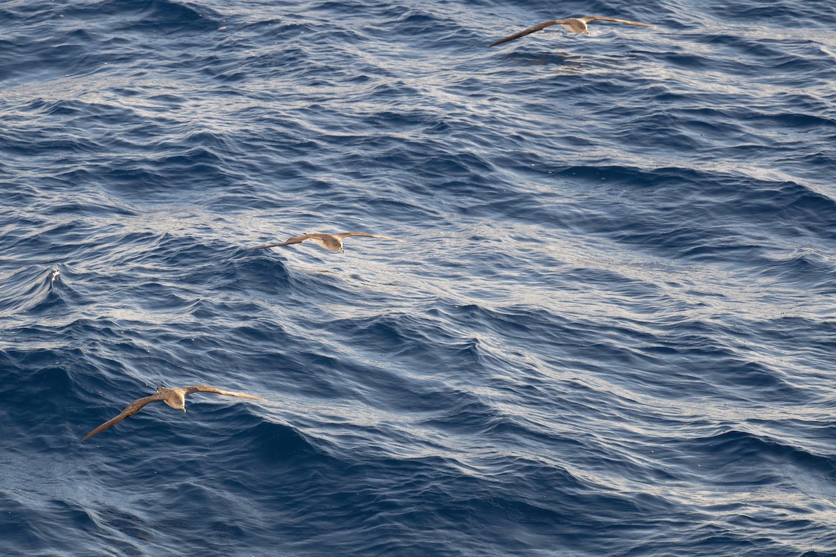 poseidonlire - ML646712164