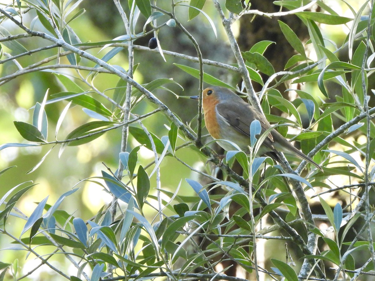 European Robin - ML646712166