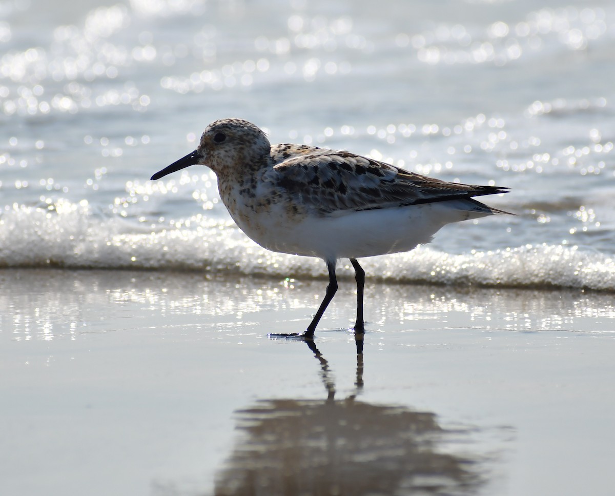Sanderling - ML646712167