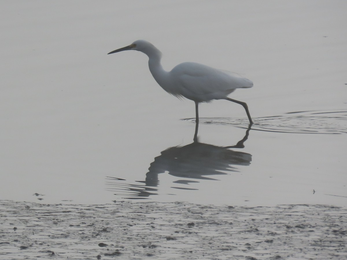 volavka bělostná - ML646712171