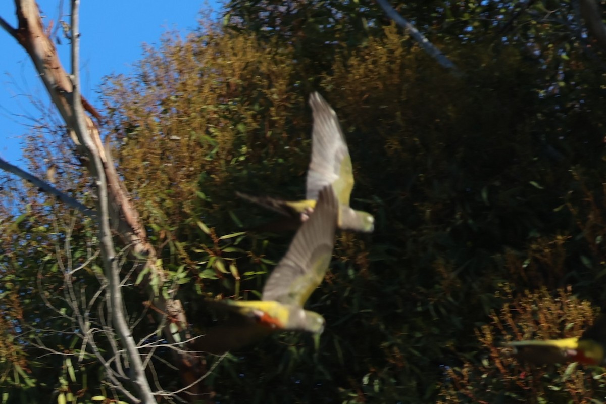 Loro Barranquero - ML646712174