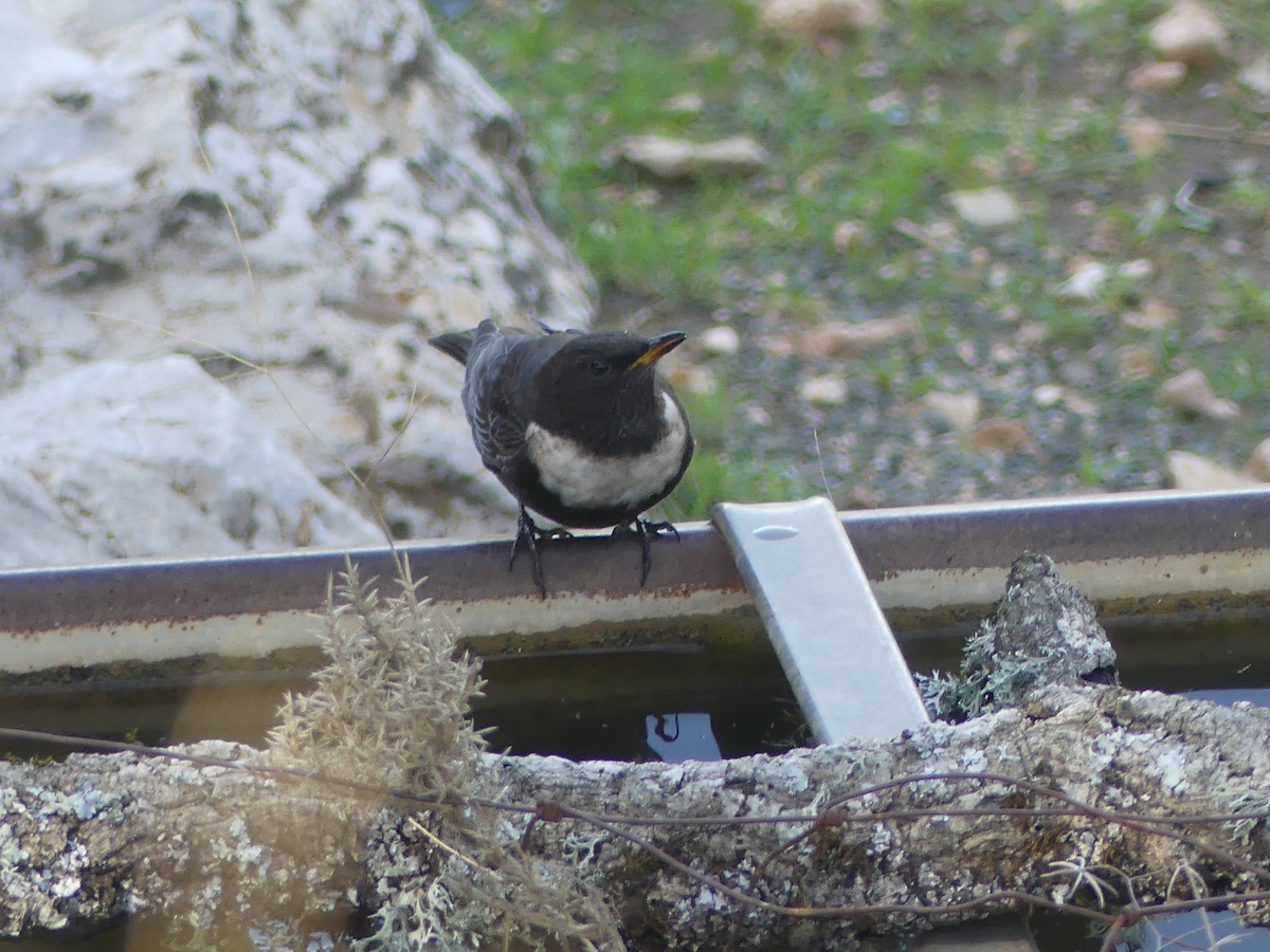 kos horský - ML646712179