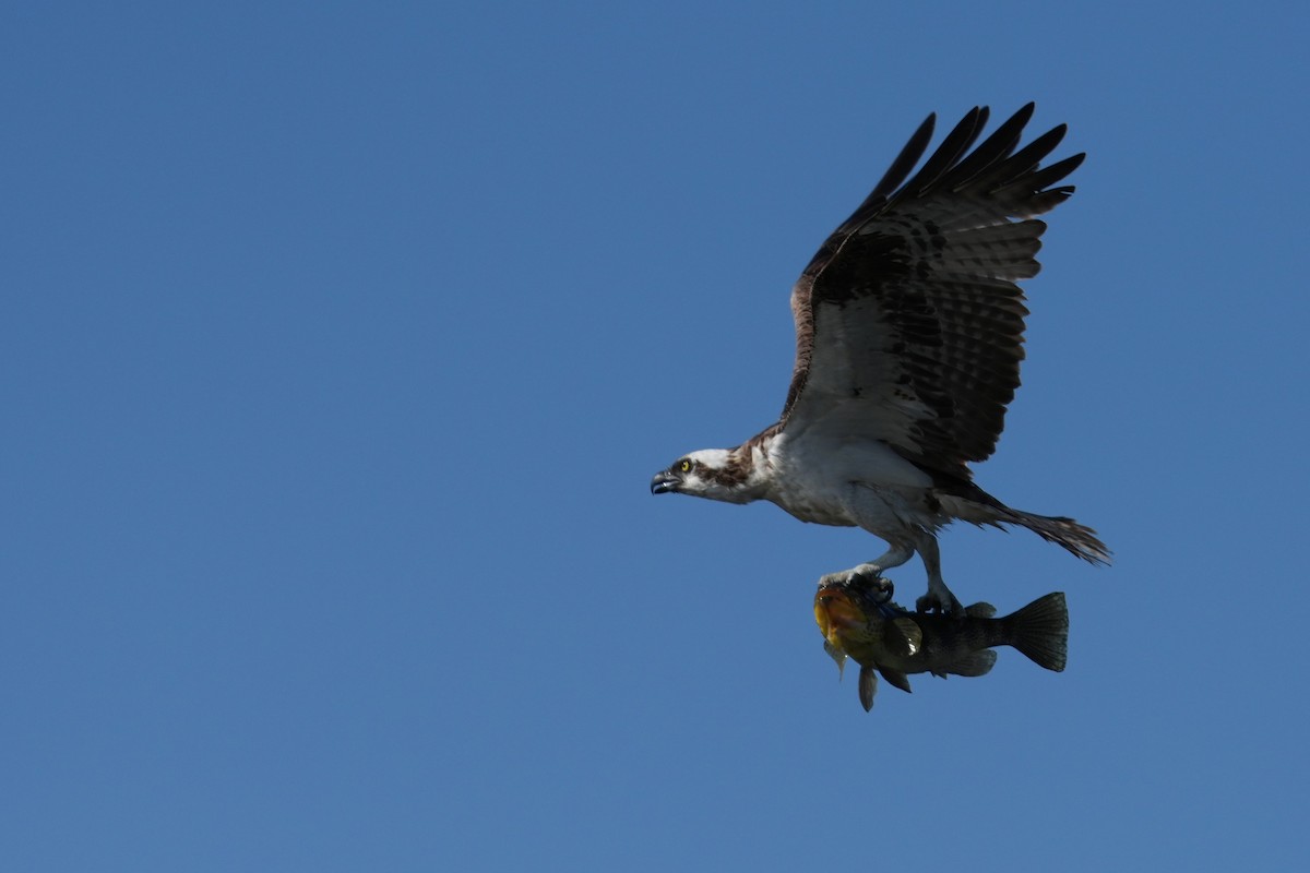 Osprey - ML646712180