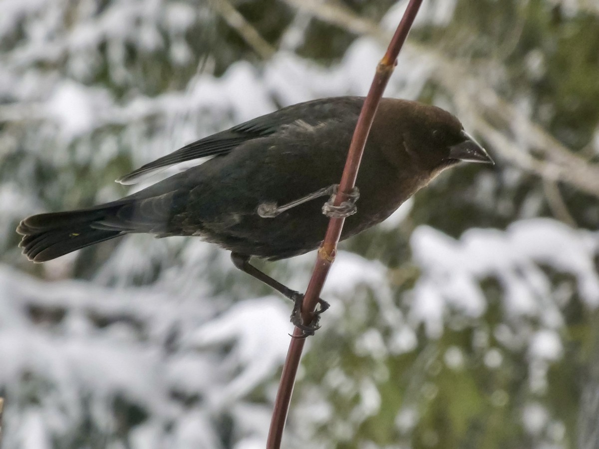 Boz Başlı İnekkuşu - ML646712182