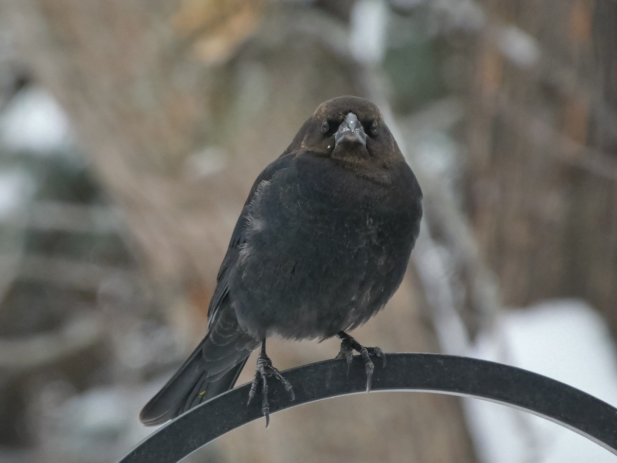 Boz Başlı İnekkuşu - ML646712183