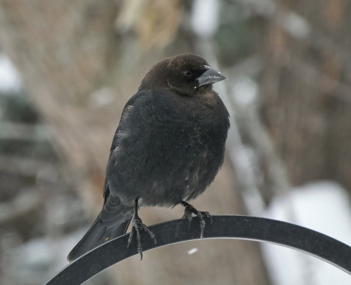 Boz Başlı İnekkuşu - ML646712184