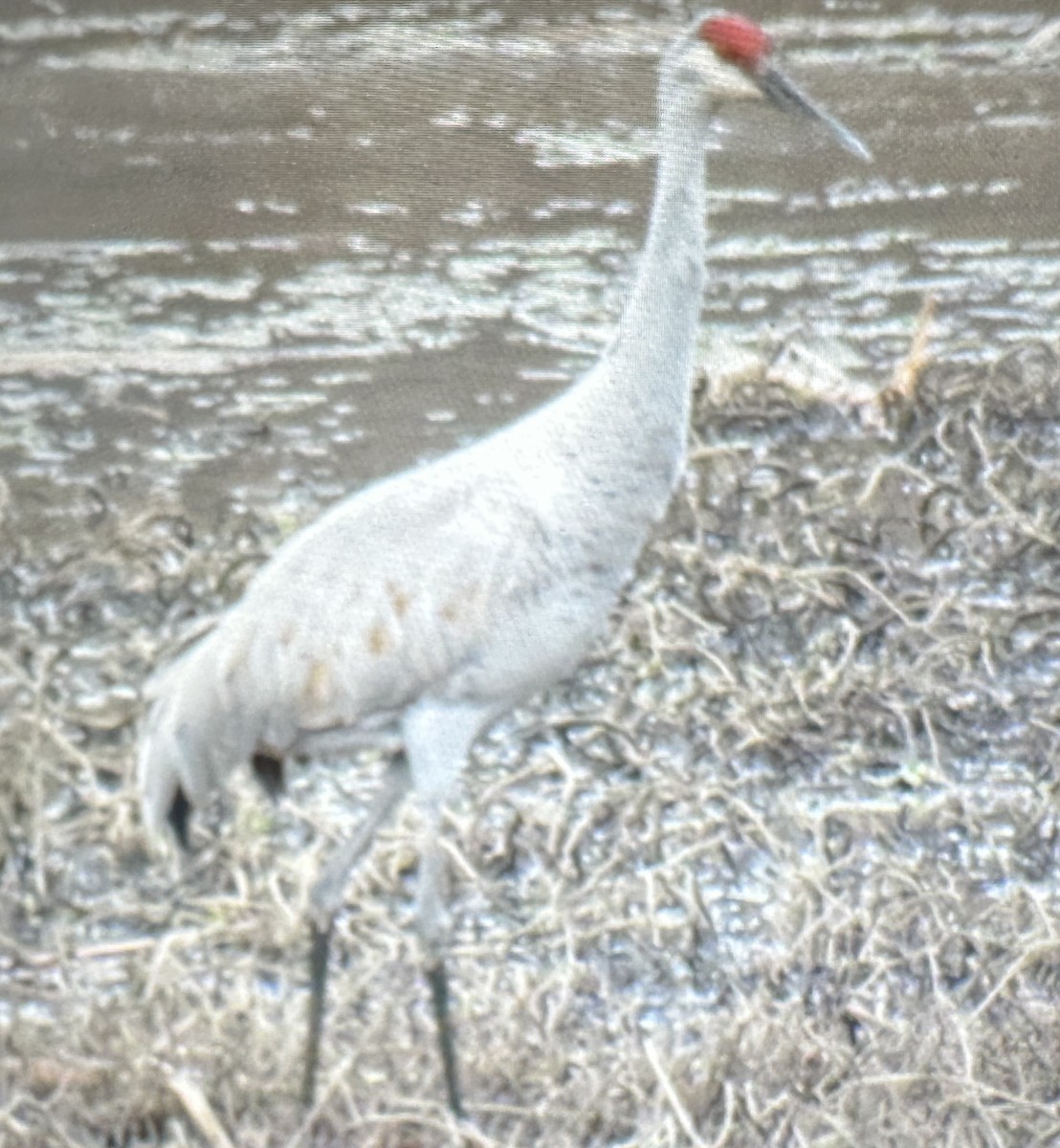 Sandhill Crane - ML646712185