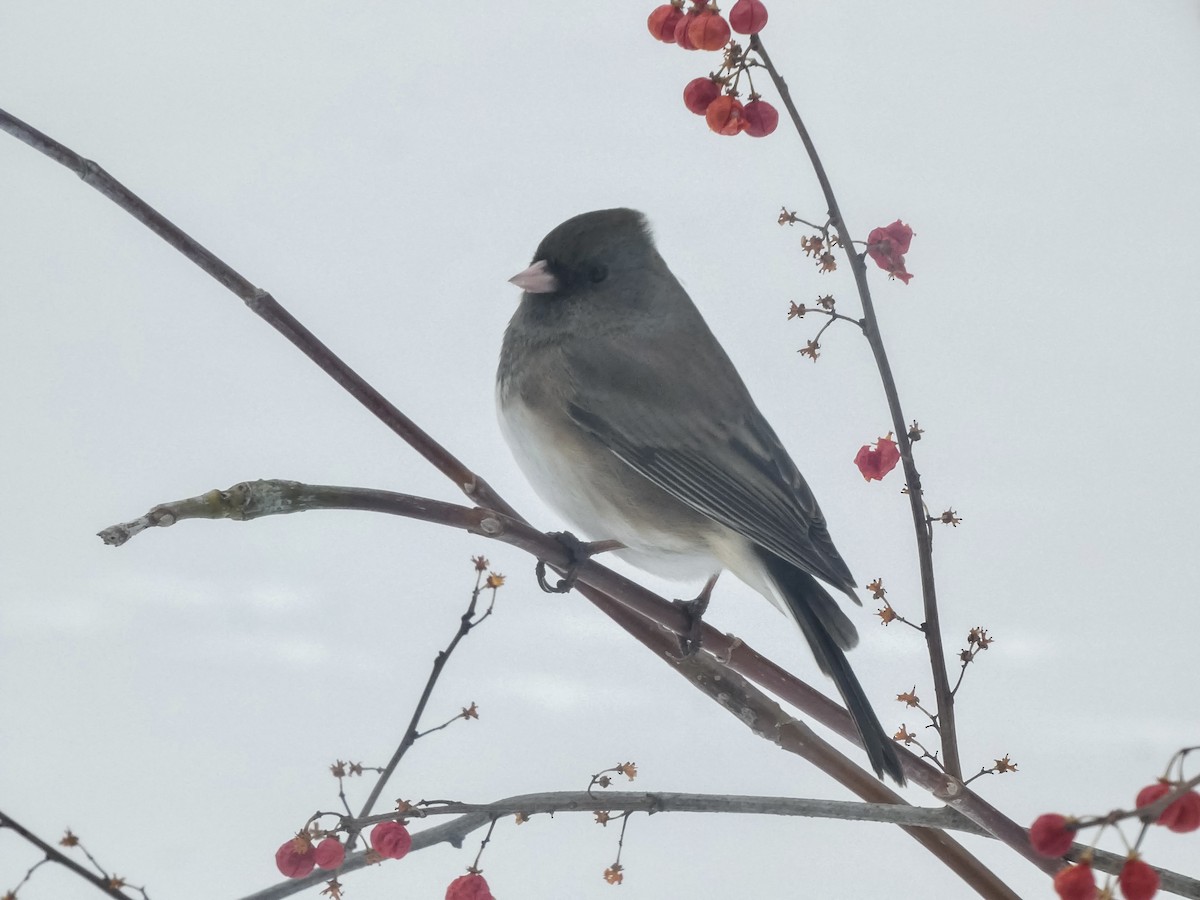 Kara Gözlü Junko - ML646712189