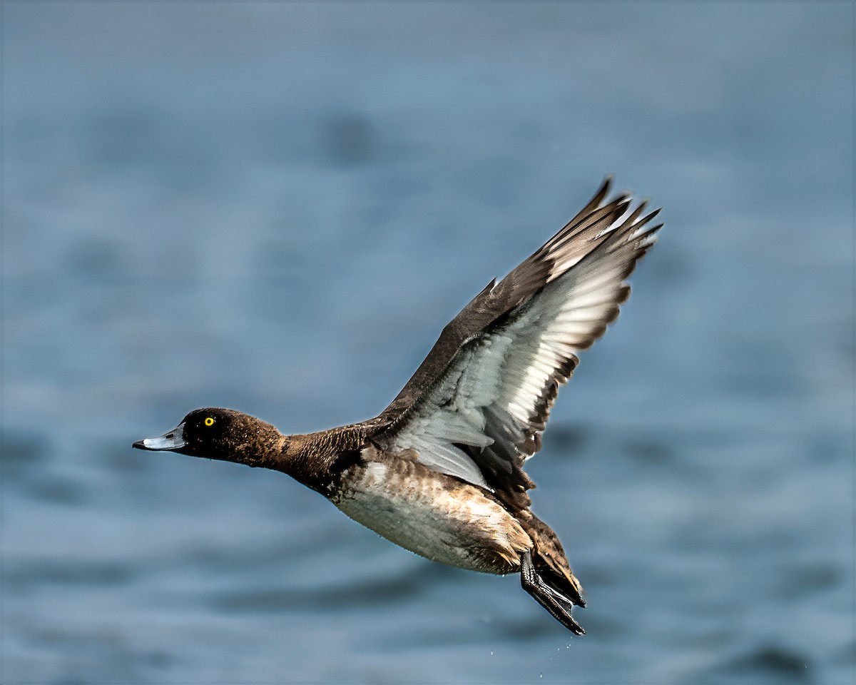 Porrón Moñudo - ML646712190