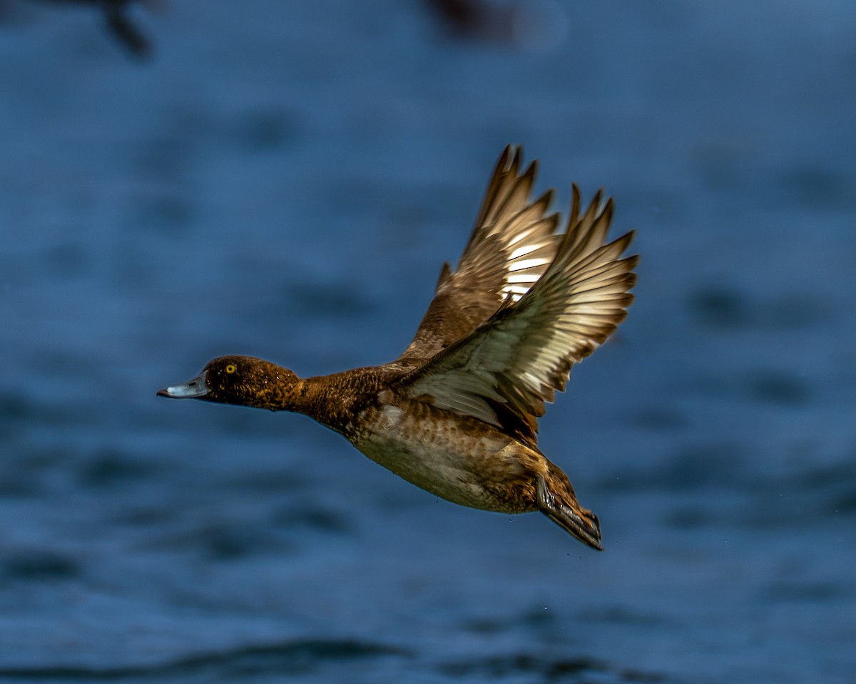 Porrón Moñudo - ML646712191