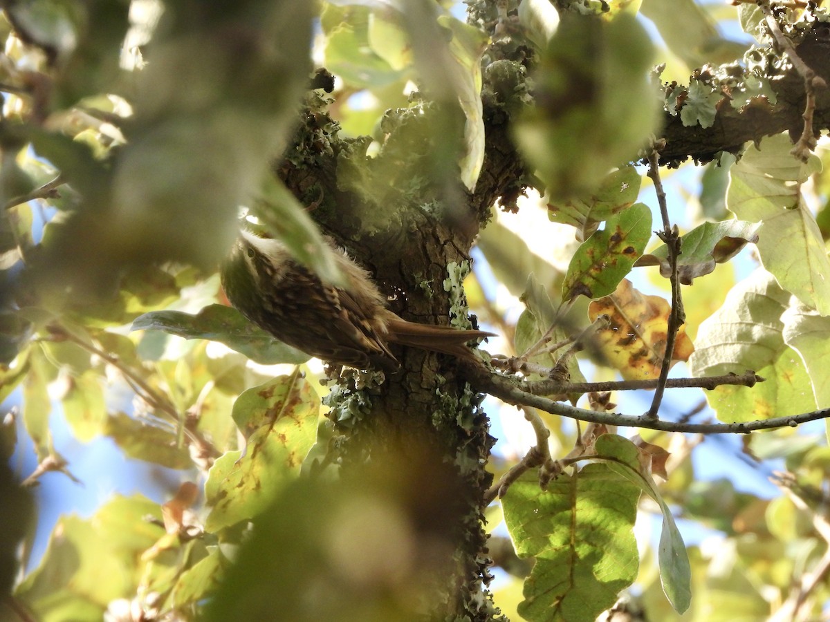 Short-toed Treecreeper - ML646712192