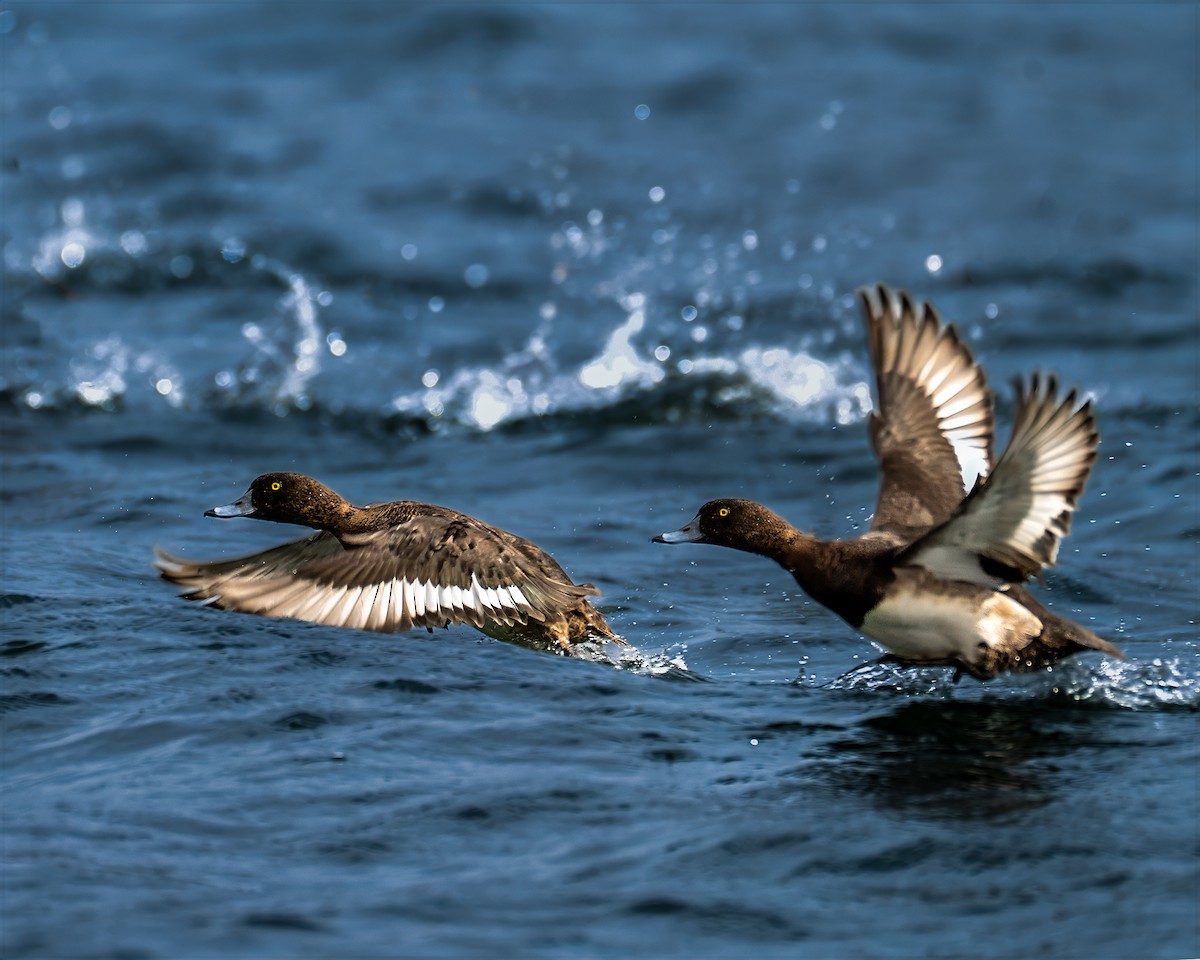 Porrón Moñudo - ML646712193