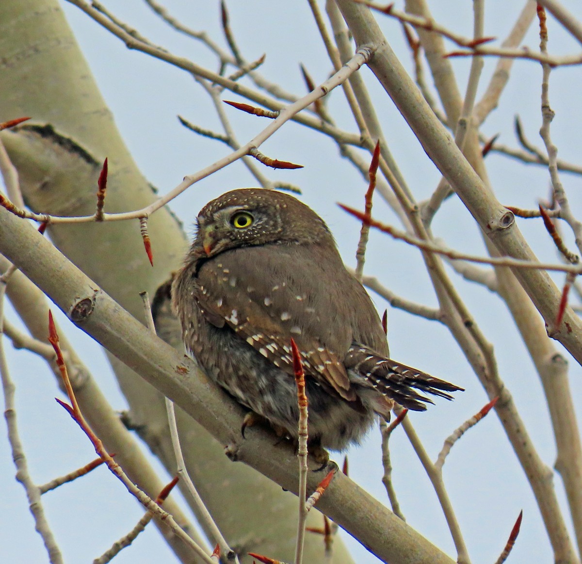 Dağ Serçe Baykuşu - ML646712194