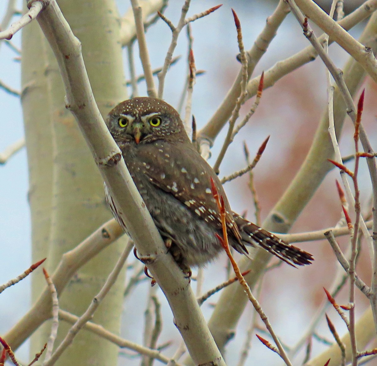 Dağ Serçe Baykuşu - ML646712195