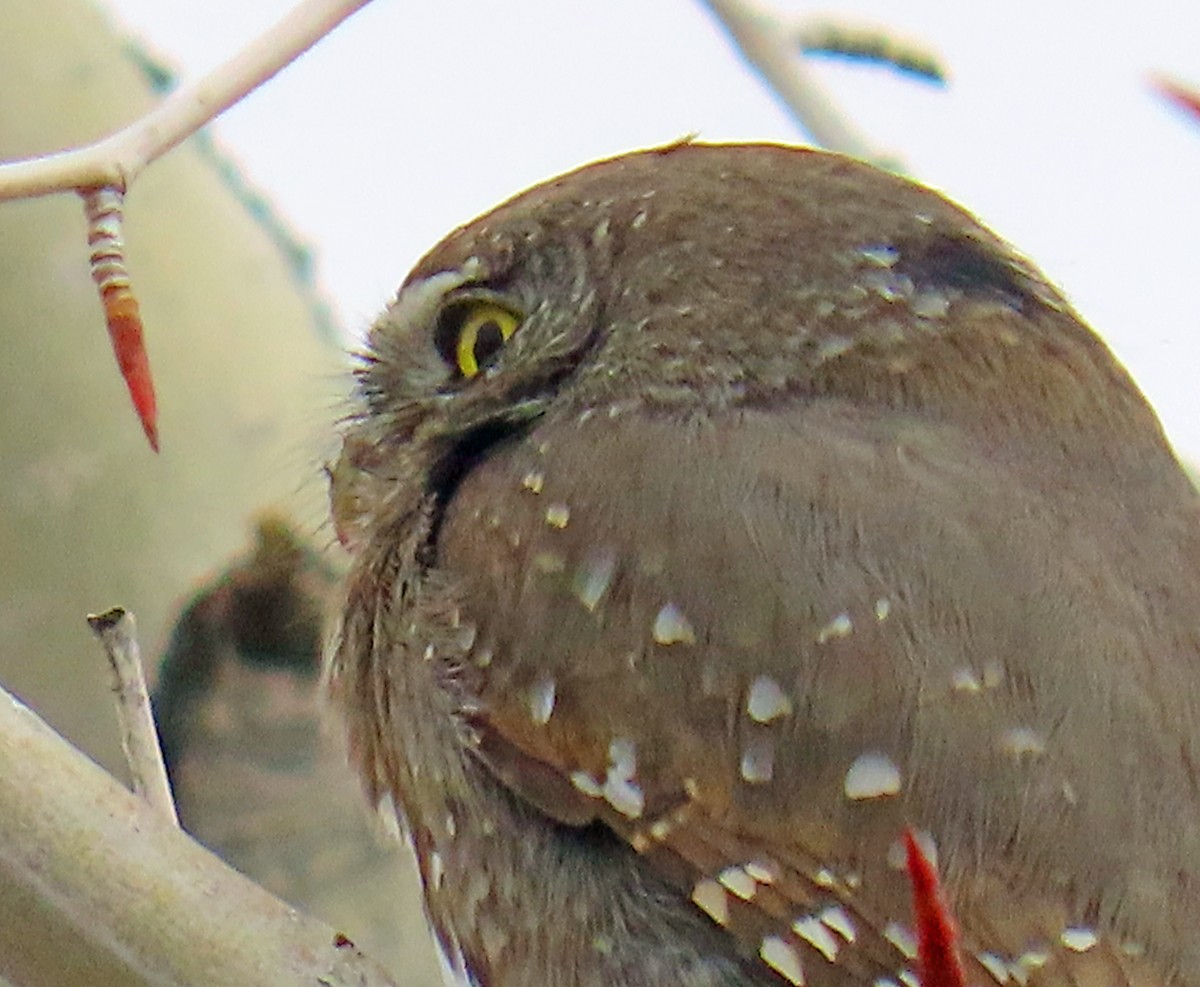 Dağ Serçe Baykuşu - ML646712196