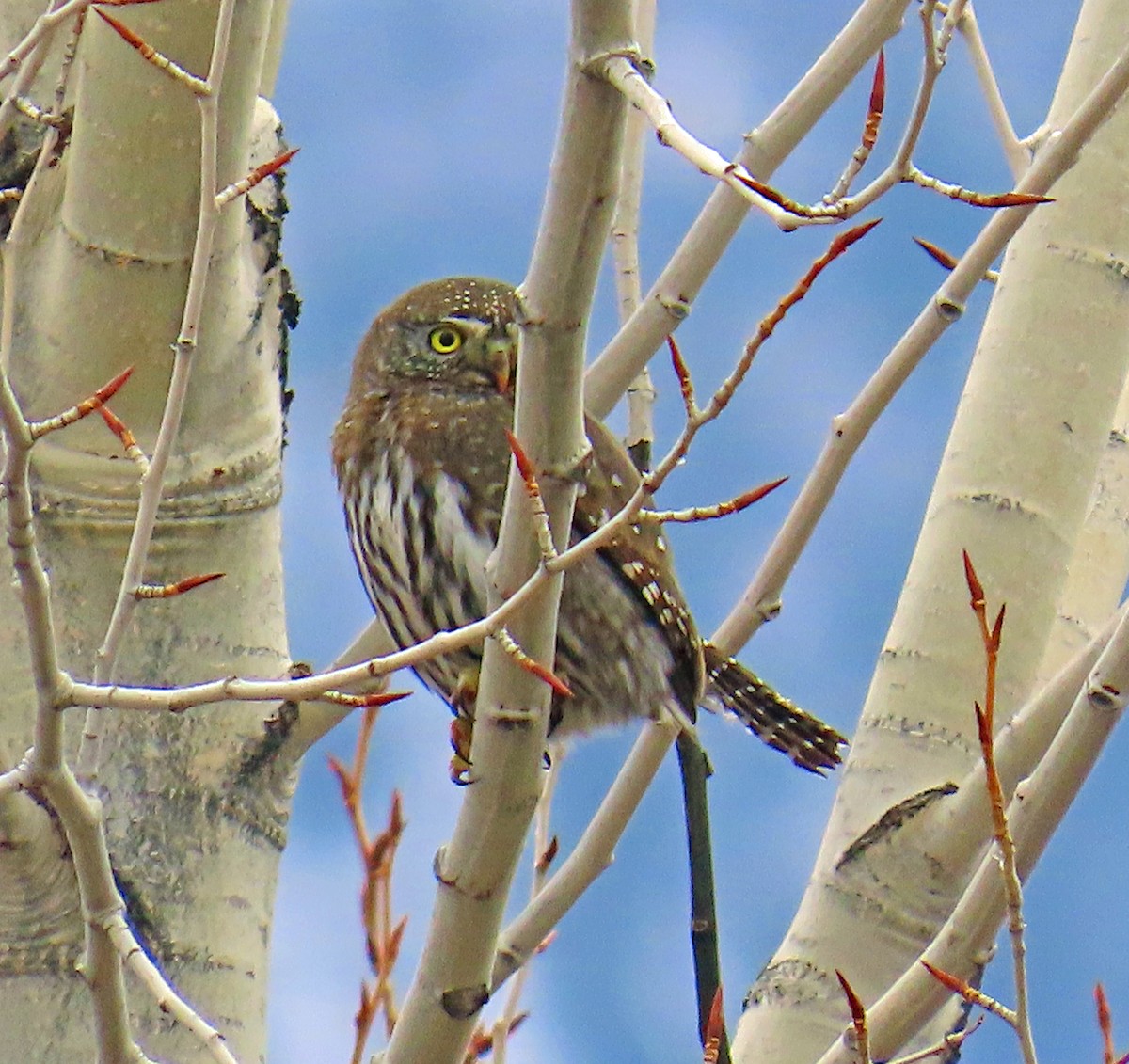 Dağ Serçe Baykuşu - ML646712197