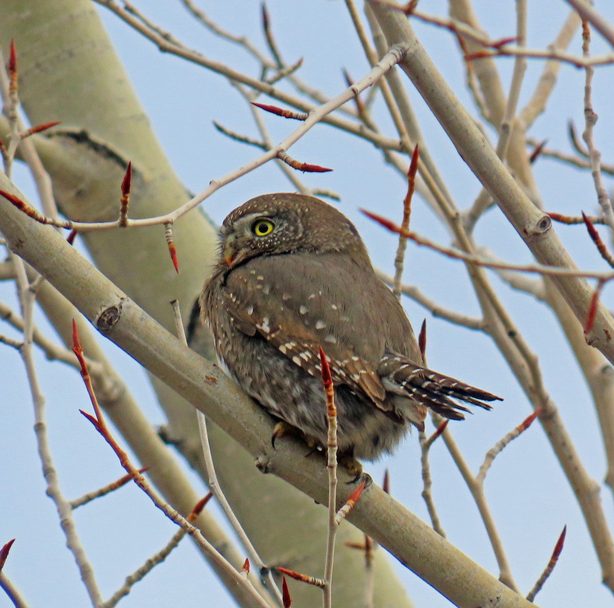 Dağ Serçe Baykuşu - ML646712198