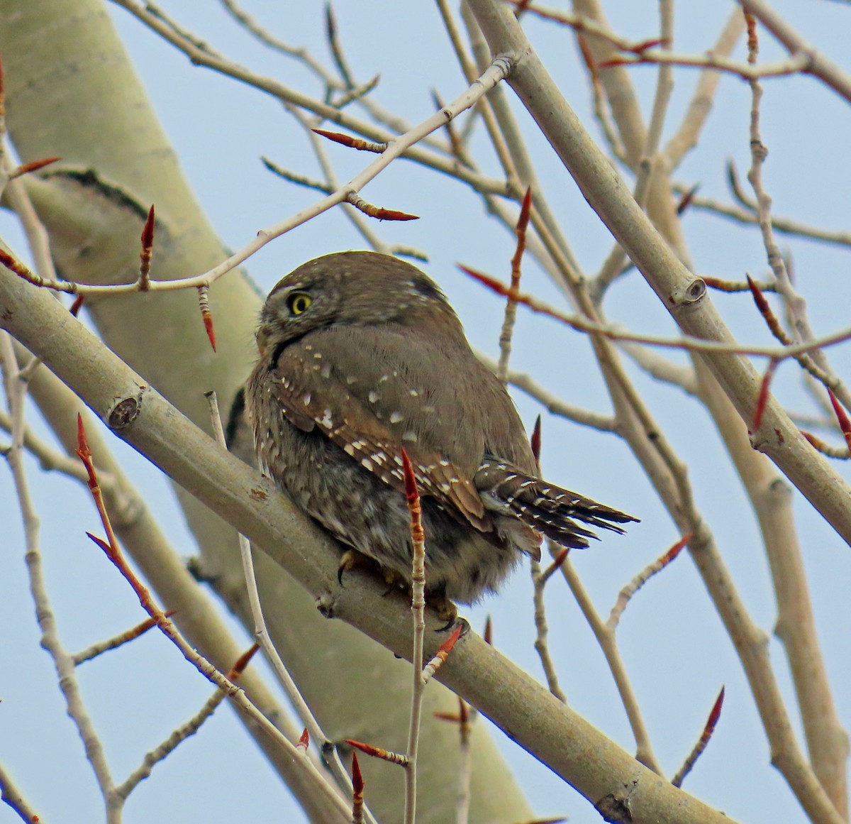 Dağ Serçe Baykuşu - ML646712199