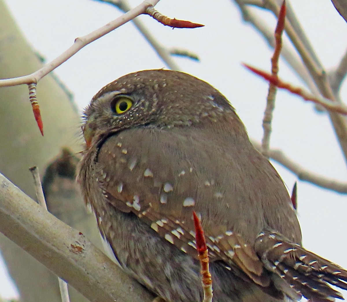 Dağ Serçe Baykuşu - ML646712200