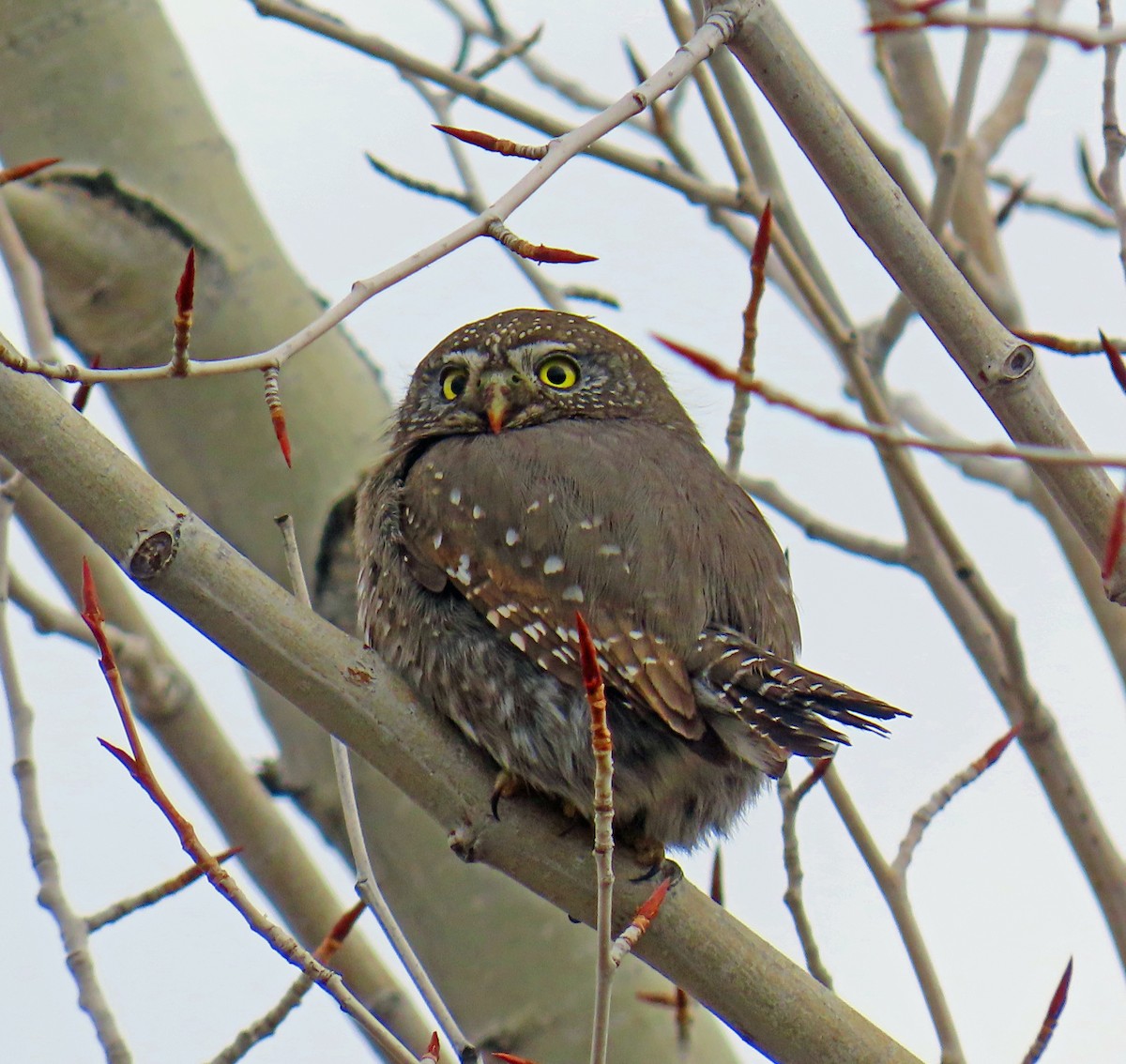 Dağ Serçe Baykuşu - ML646712201