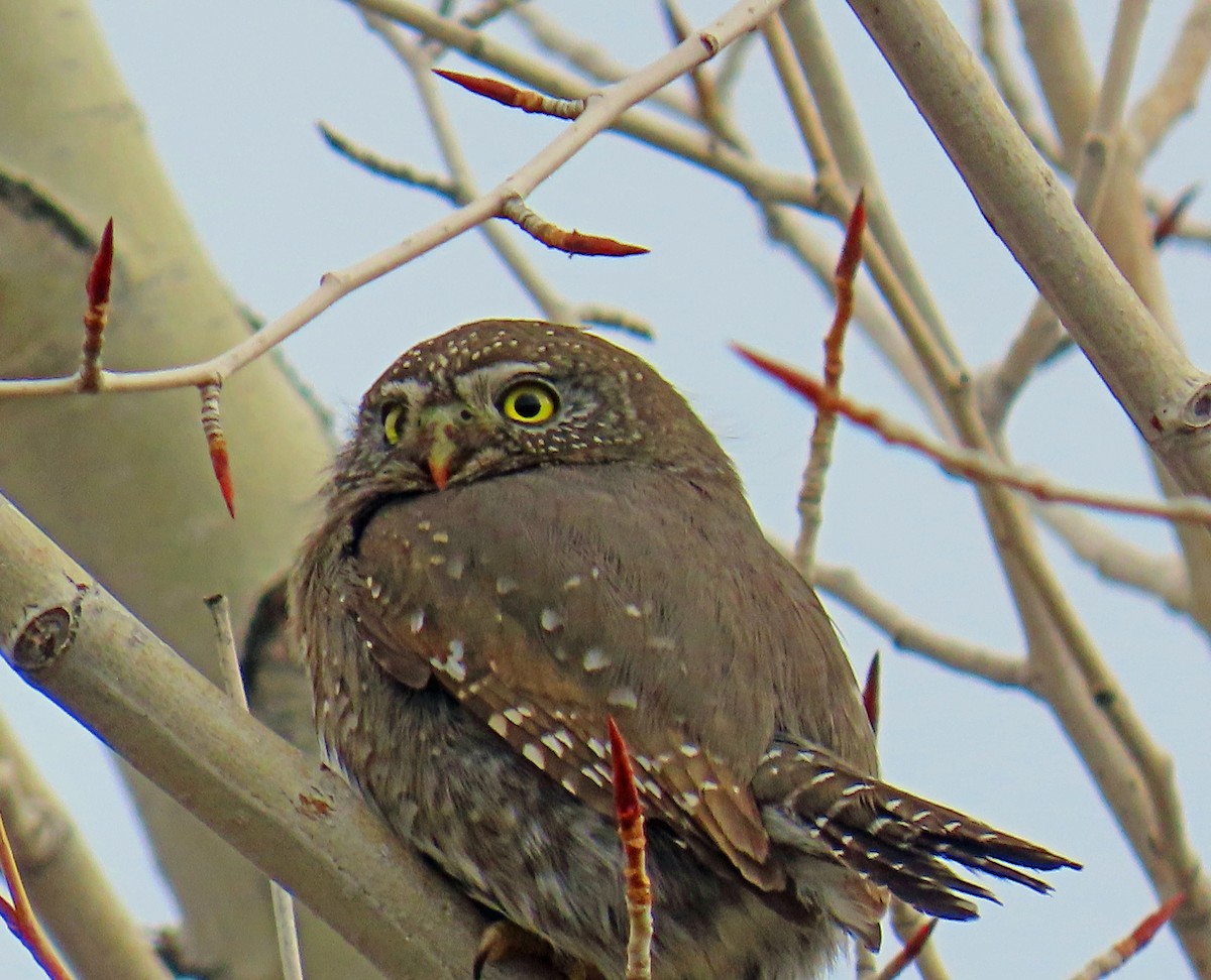 Dağ Serçe Baykuşu - ML646712202