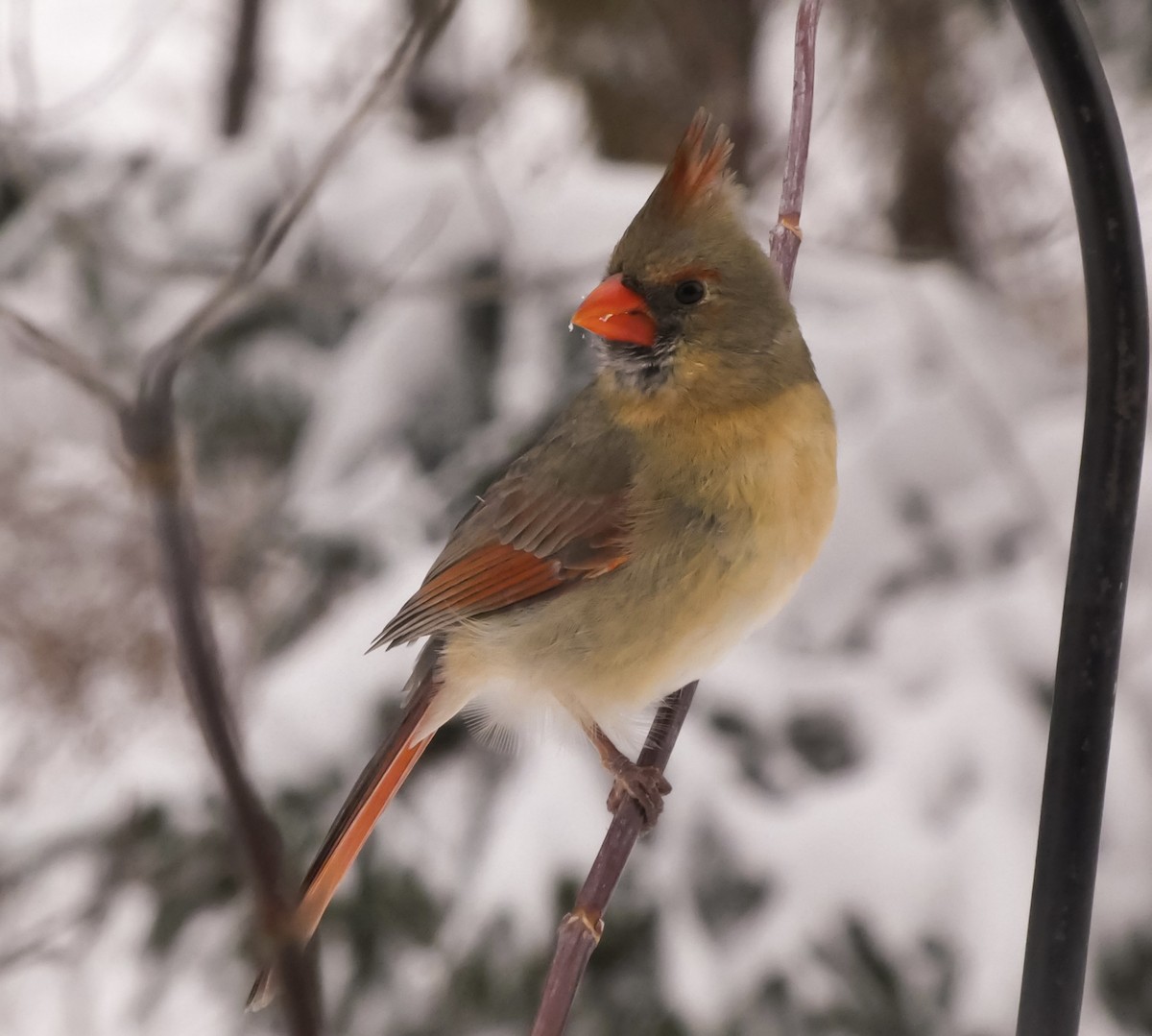 Kırmızı Kardinal - ML646712203
